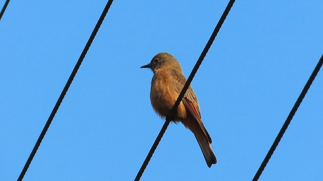 Cliff Flycatcher - ML622357865