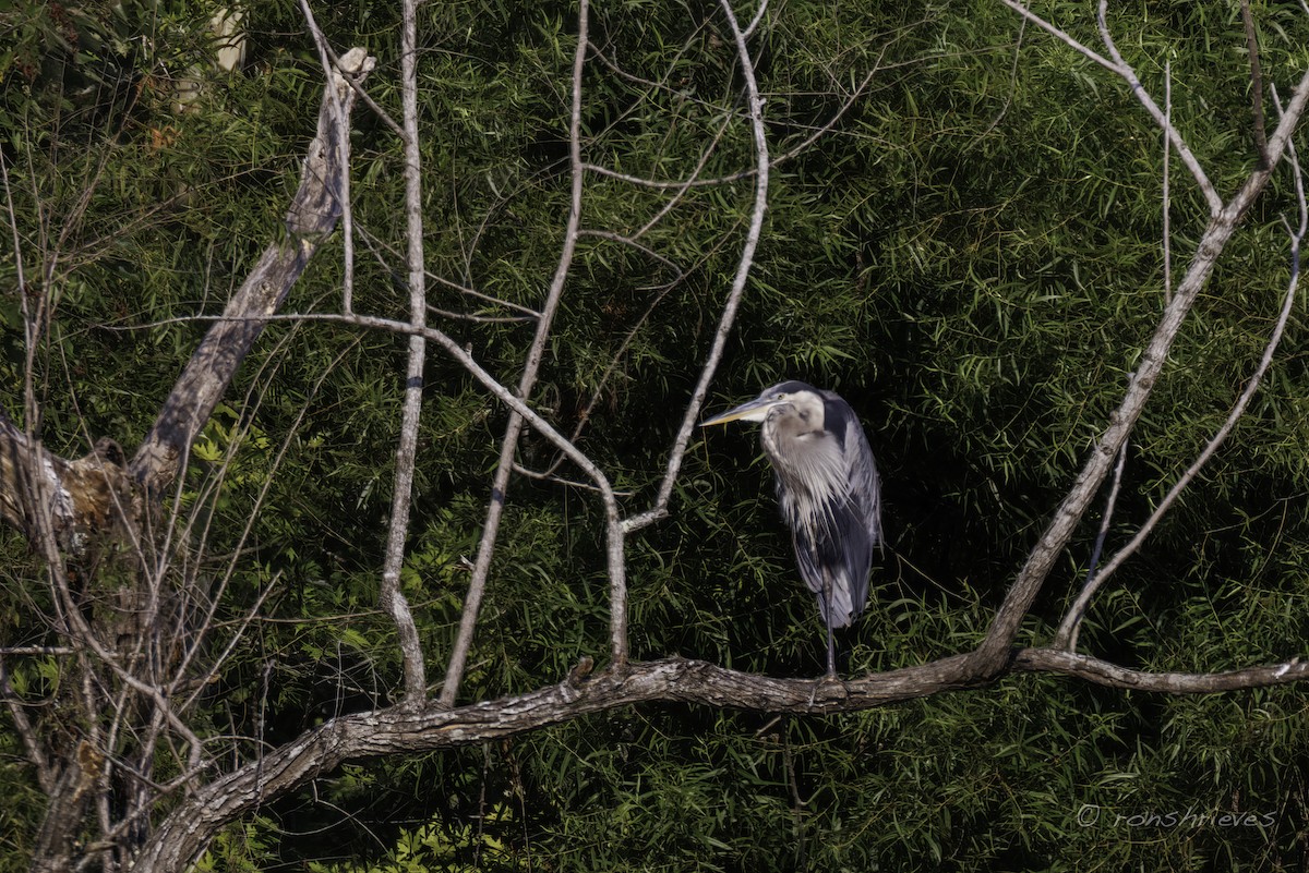 Great Blue Heron - Ron Shrieves