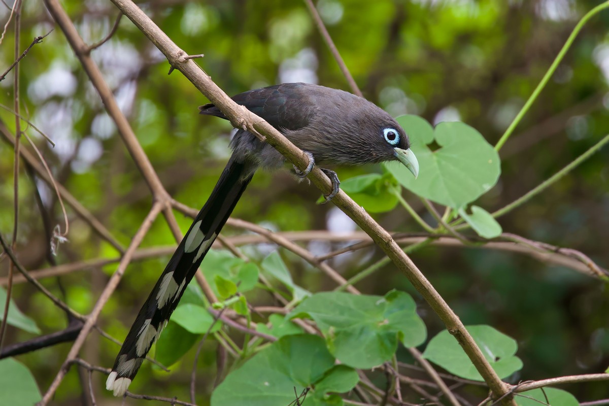 Blue-faced Malkoha - Sourav Mandal