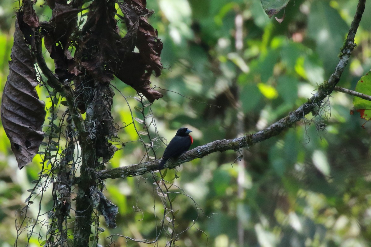 Blue-billed Malimbe - ML622358031