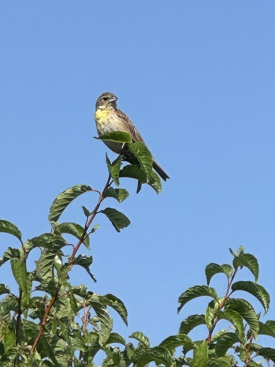 Dickcissel - ML622358192