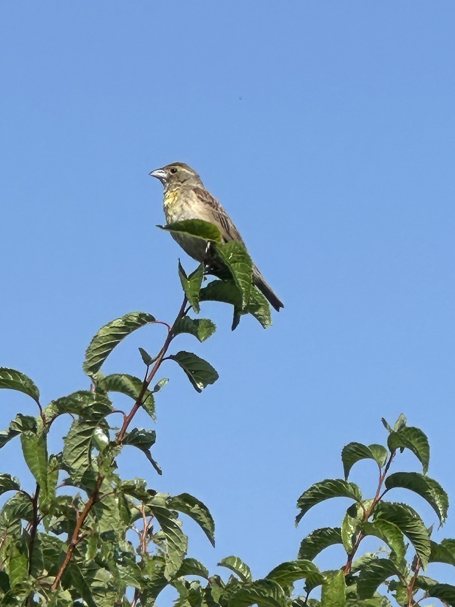 Dickcissel - ML622358198