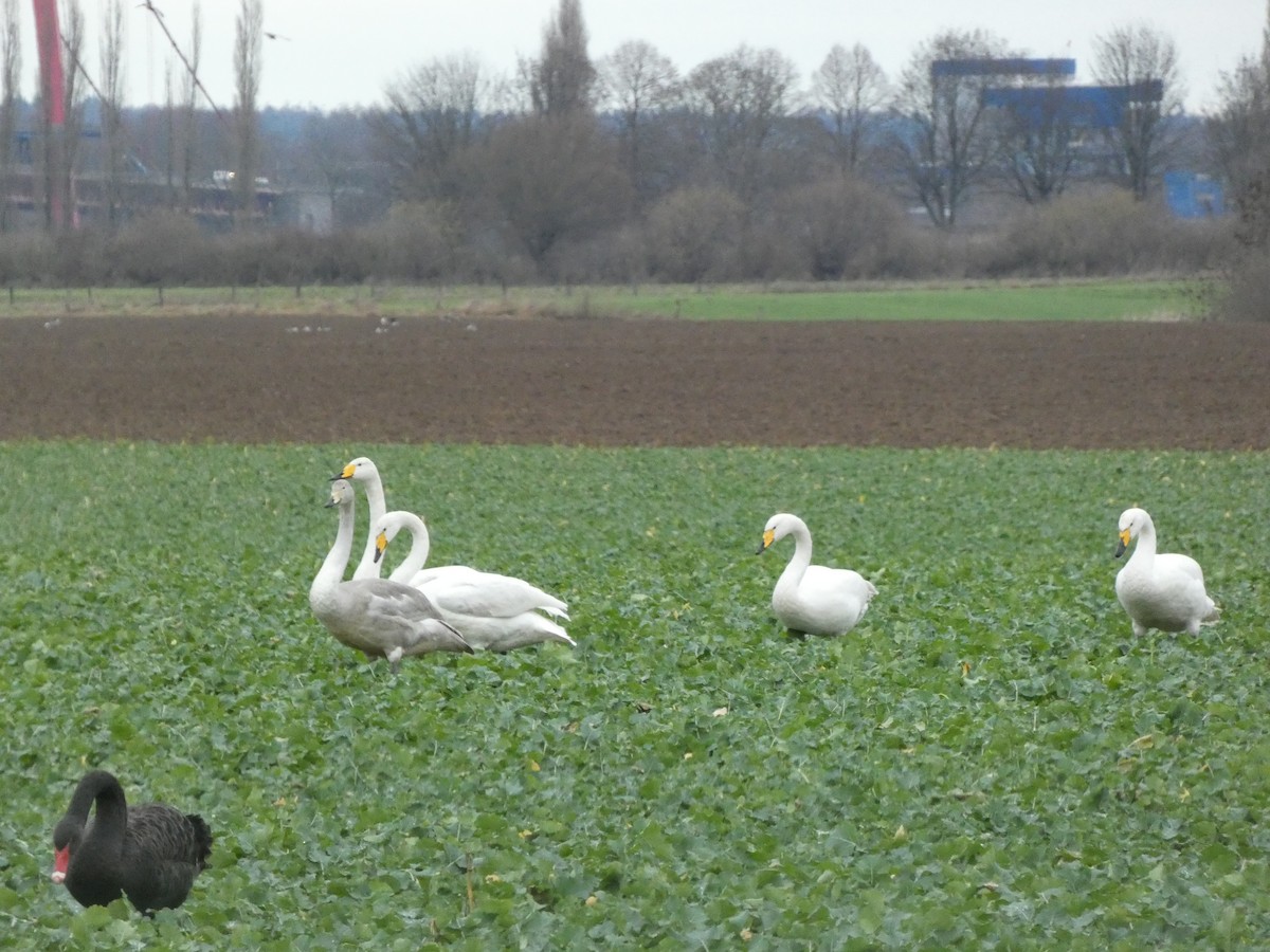 Whooper Swan - ML622358203