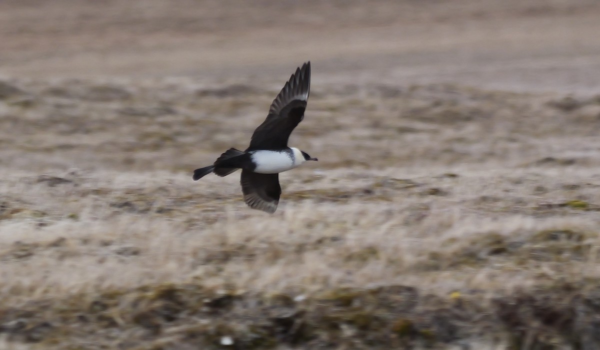 Pomarine Jaeger - ML622358223