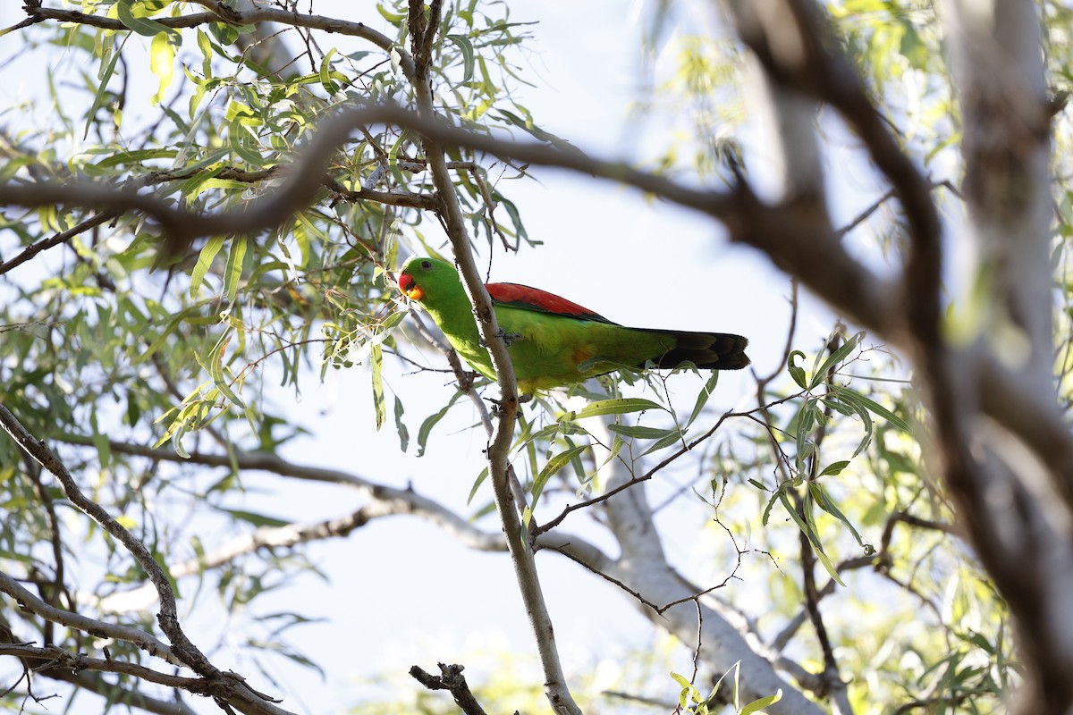 Red-winged Parrot - ML622358226