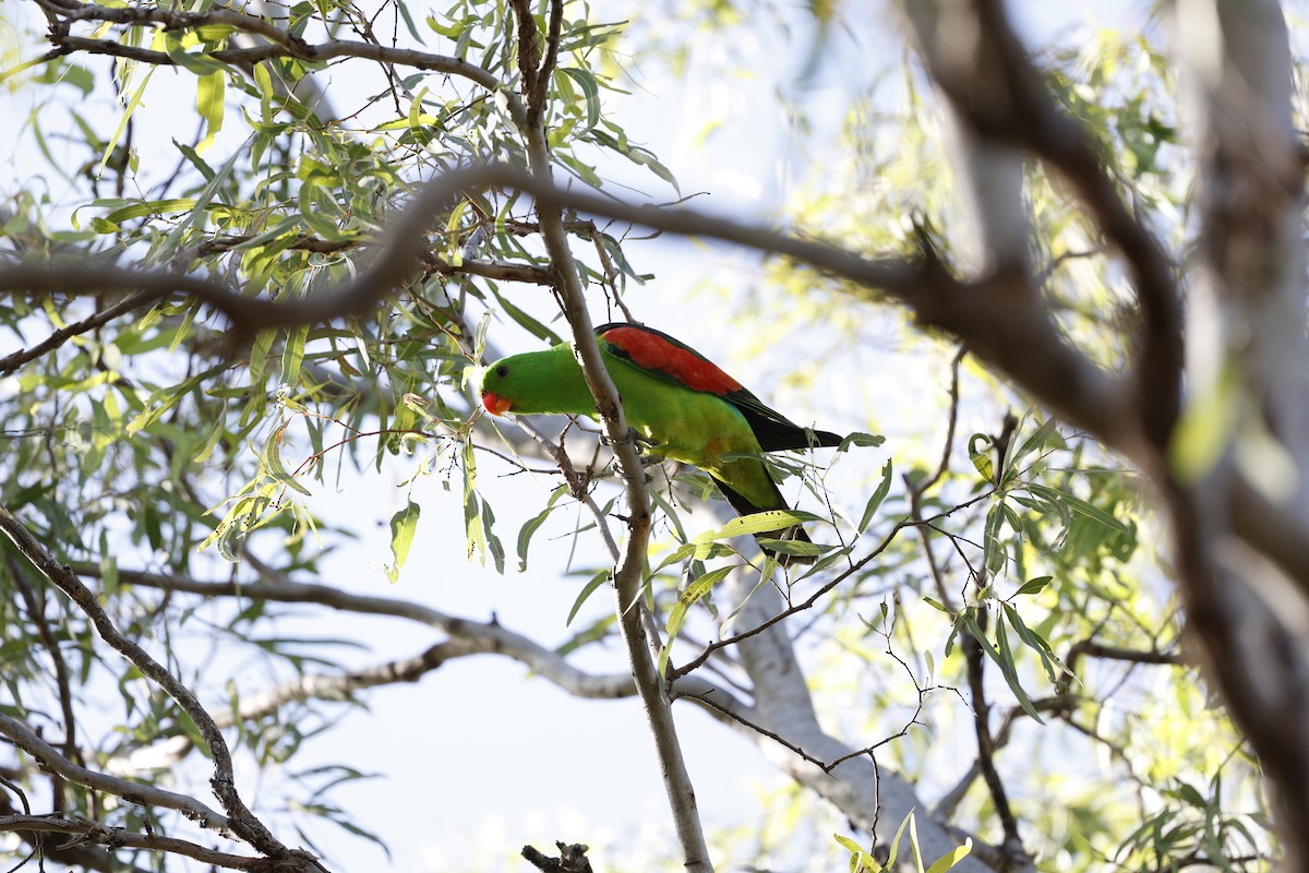 Red-winged Parrot - ML622358227