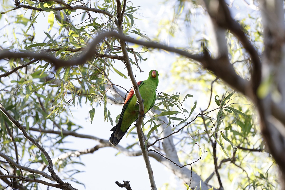 Red-winged Parrot - ML622358228