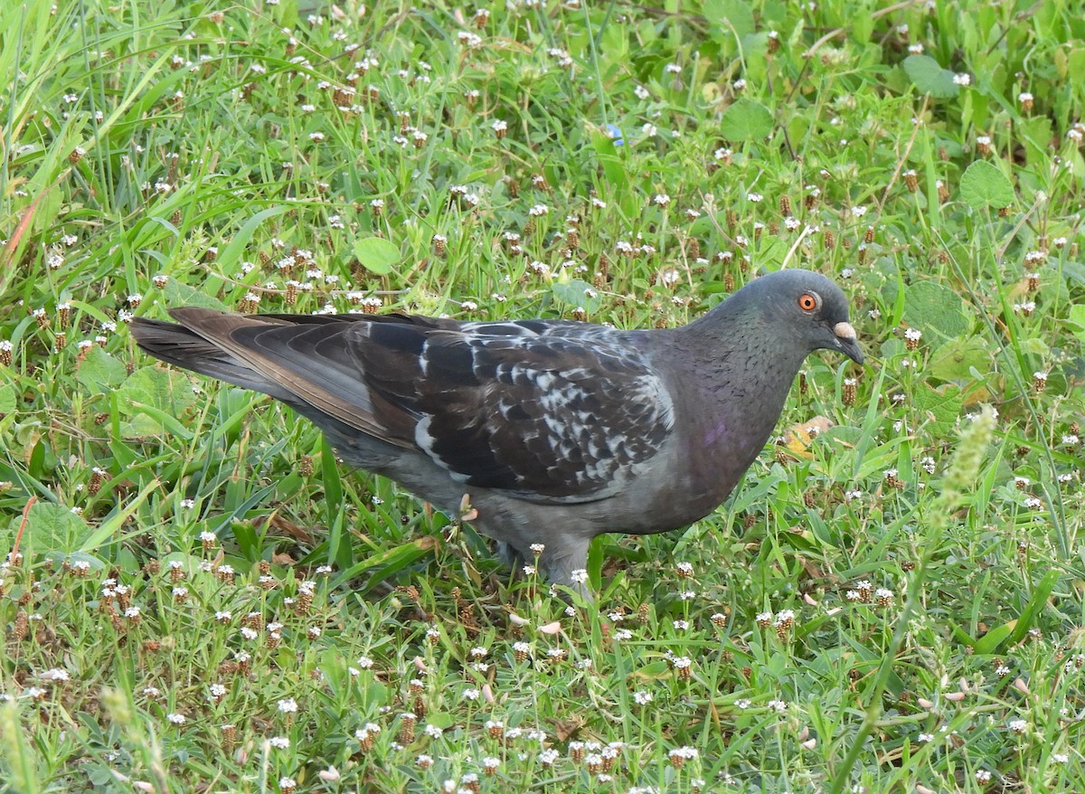 Rock Pigeon (Feral Pigeon) - ML622358255