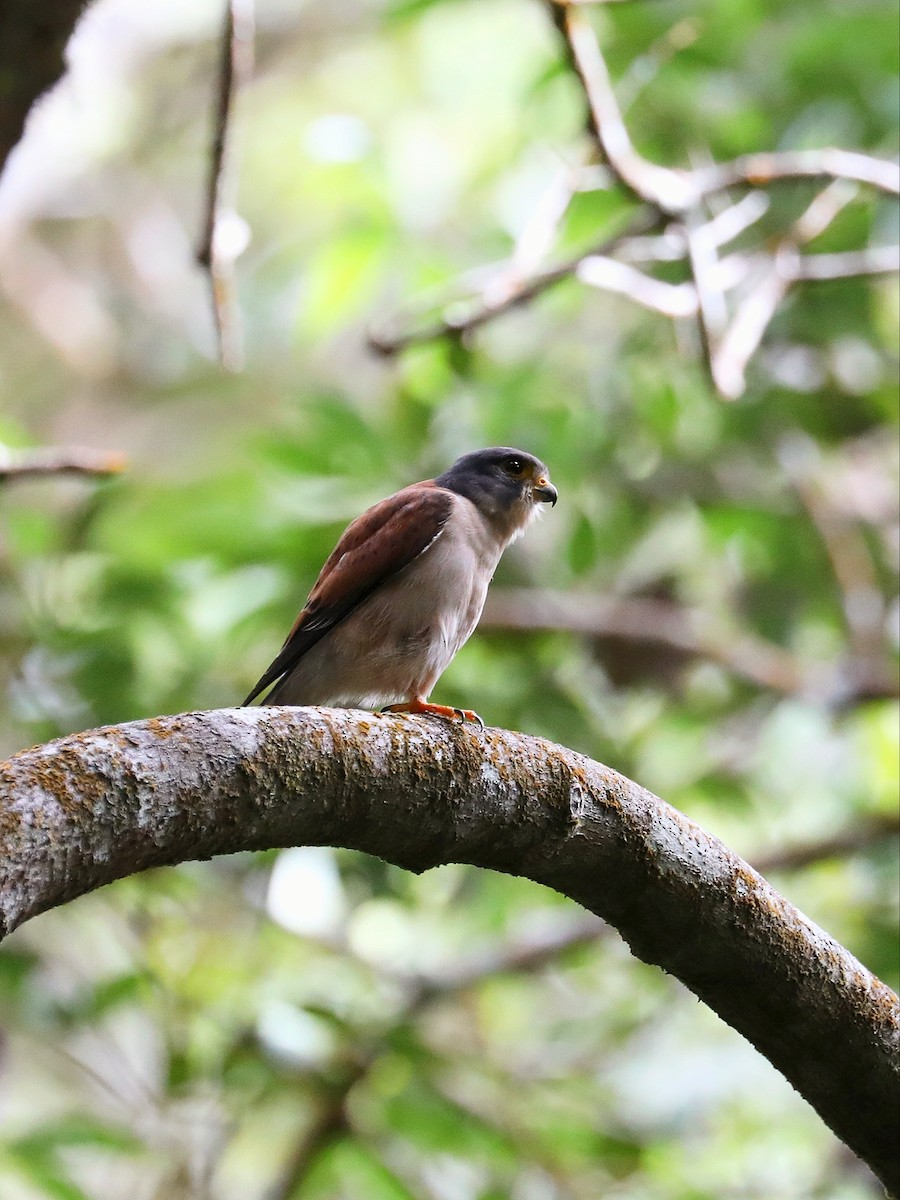 Seychelles Kestrel - ML622358256