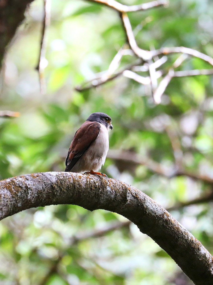 Seychelles Kestrel - Matthias Alberti