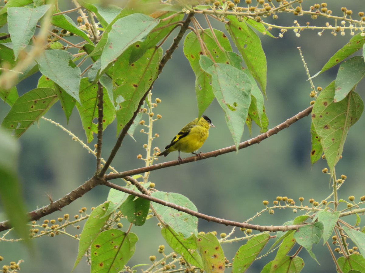 Andean Siskin - ML622358279