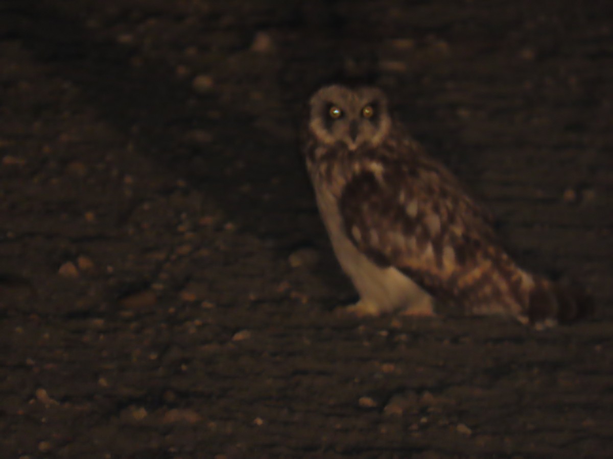 Short-eared Owl - ML622358288