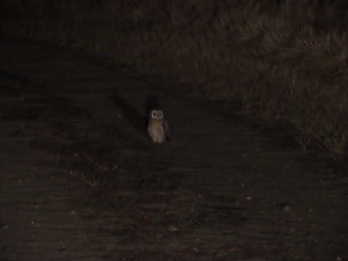 Short-eared Owl - ML622358289