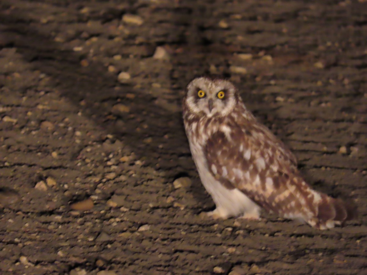 Short-eared Owl - ML622358290