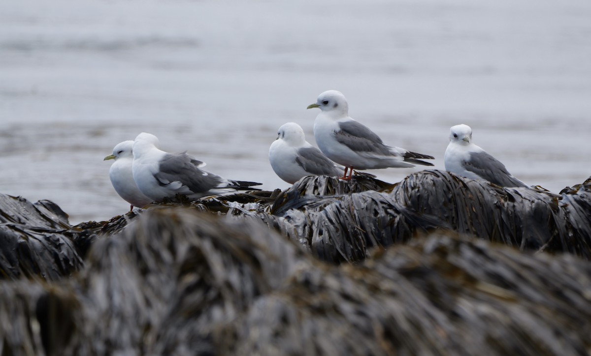 Red-legged Kittiwake - ML622358291