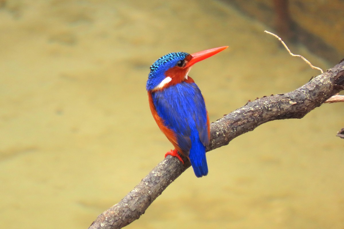 Malachite Kingfisher - ML622358329