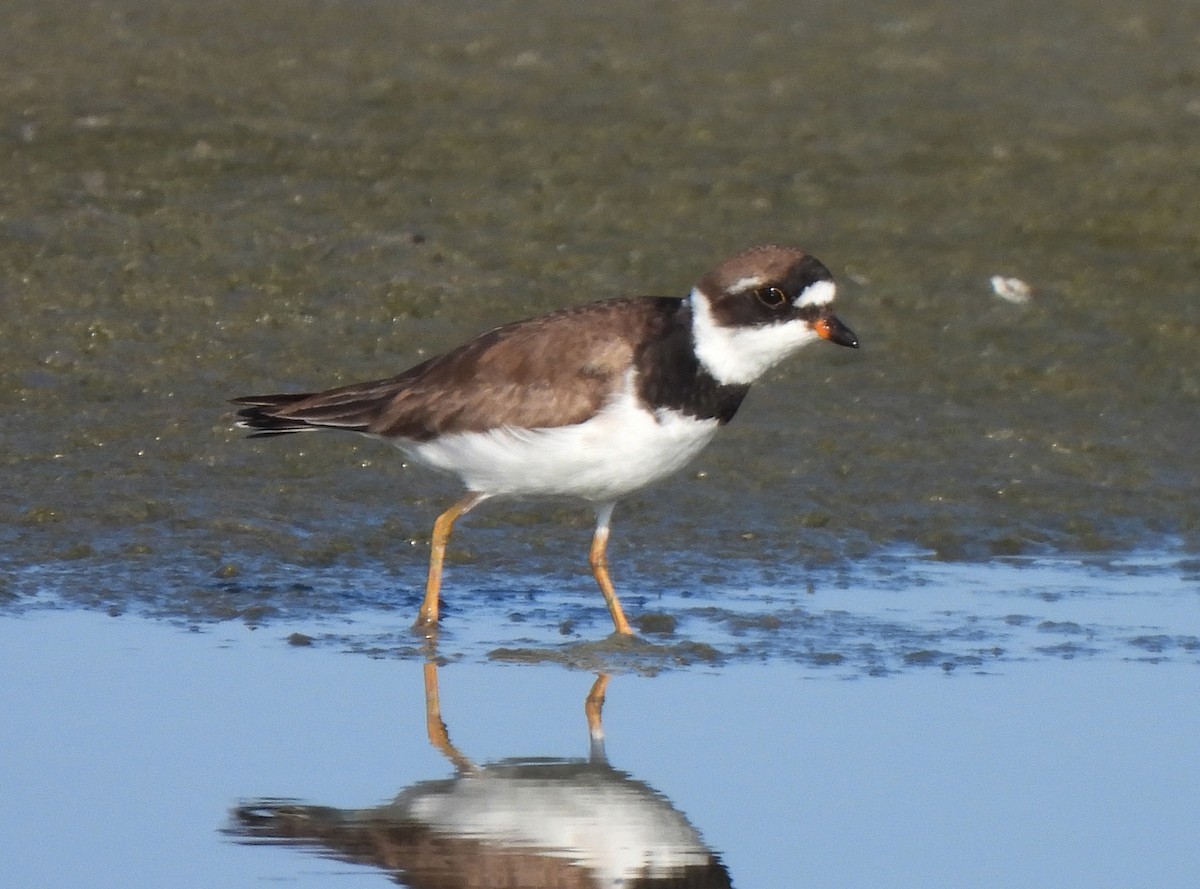 Semipalmated Plover - ML622358371