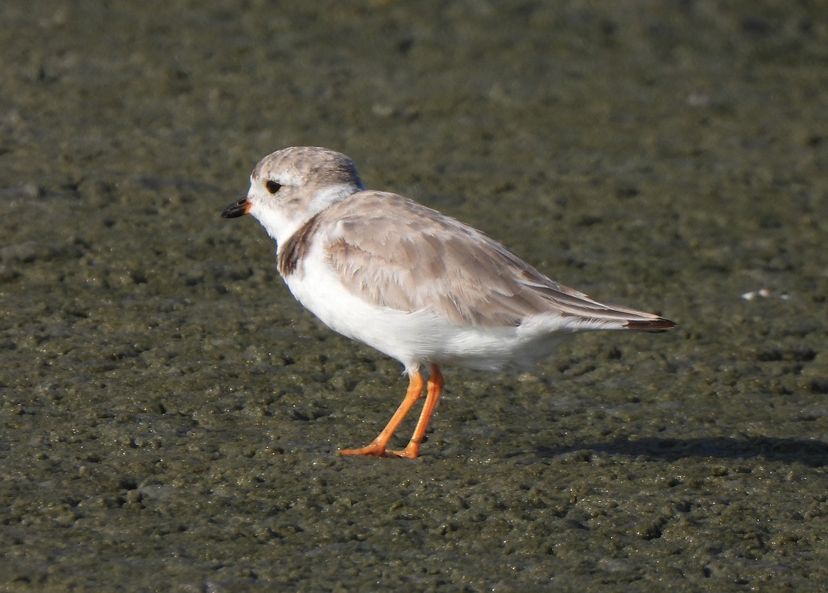 Piping Plover - ML622358372