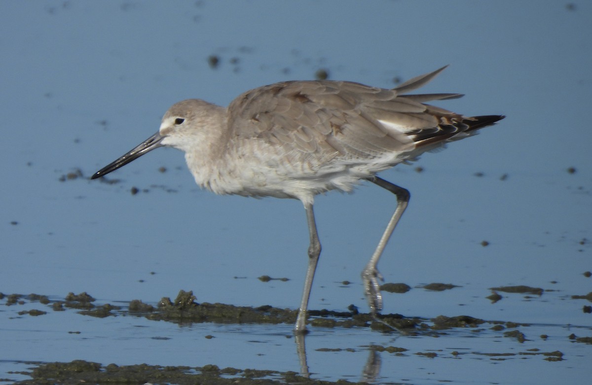 Willet - ML622358376