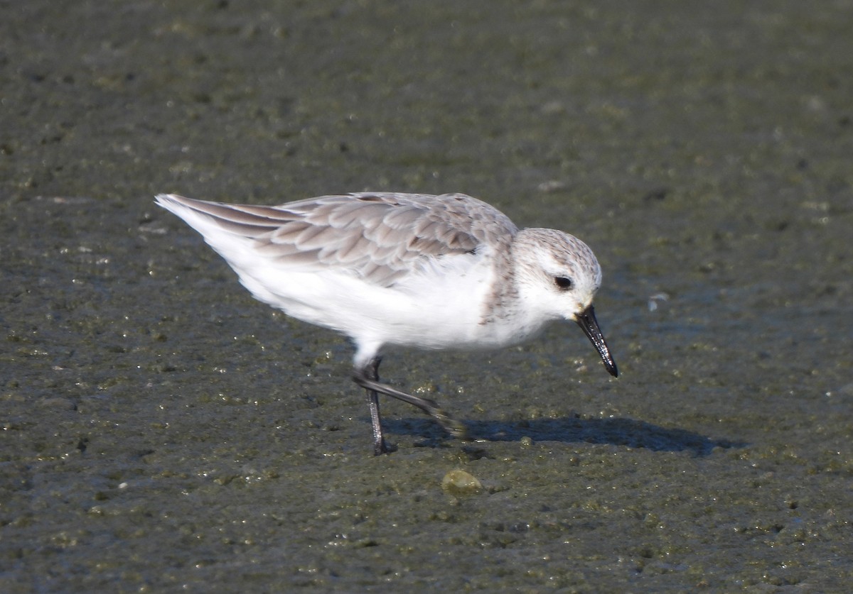 Sanderling - ML622358387