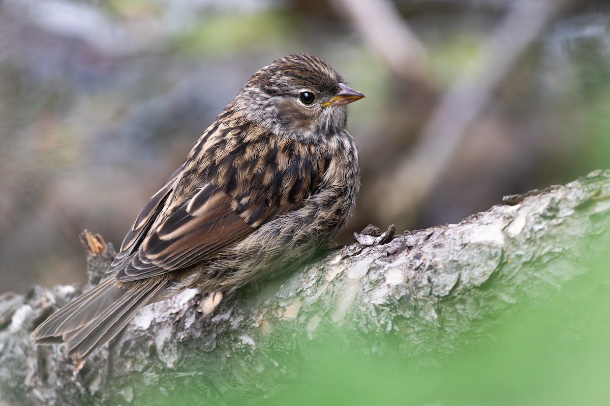 White-crowned Sparrow - ML622358418