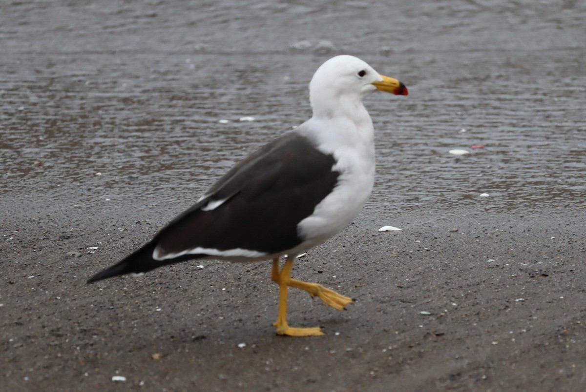 Belcher's Gull - ML622358510