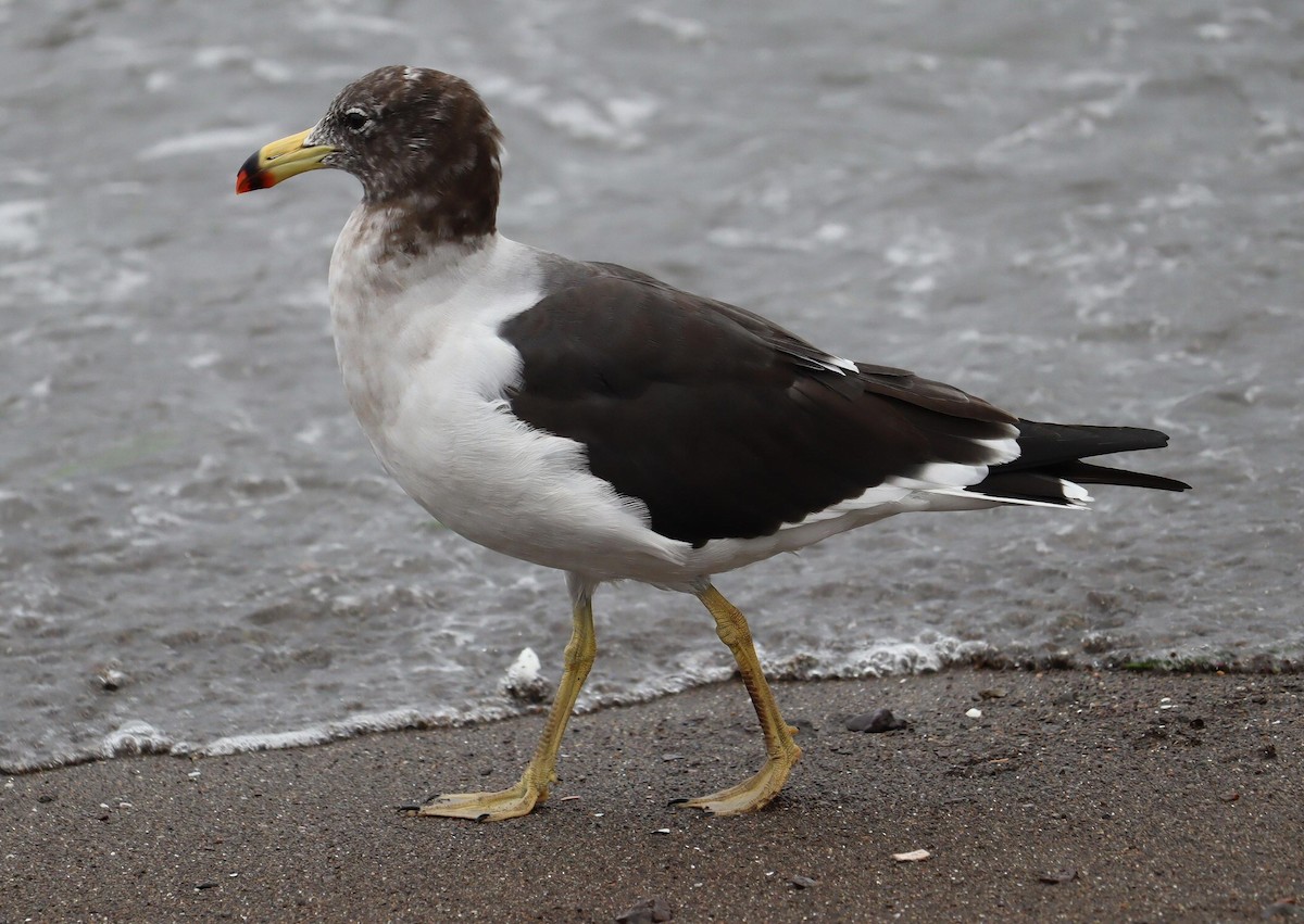 Belcher's Gull - ML622358513