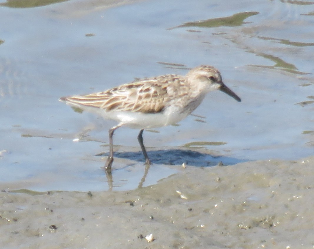 Semipalmated Sandpiper - ML622358527