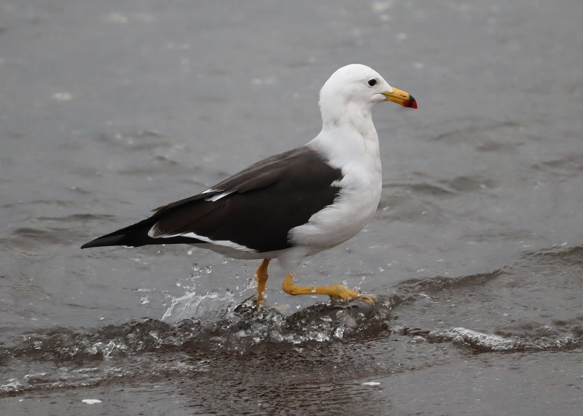 Belcher's Gull - ML622358530