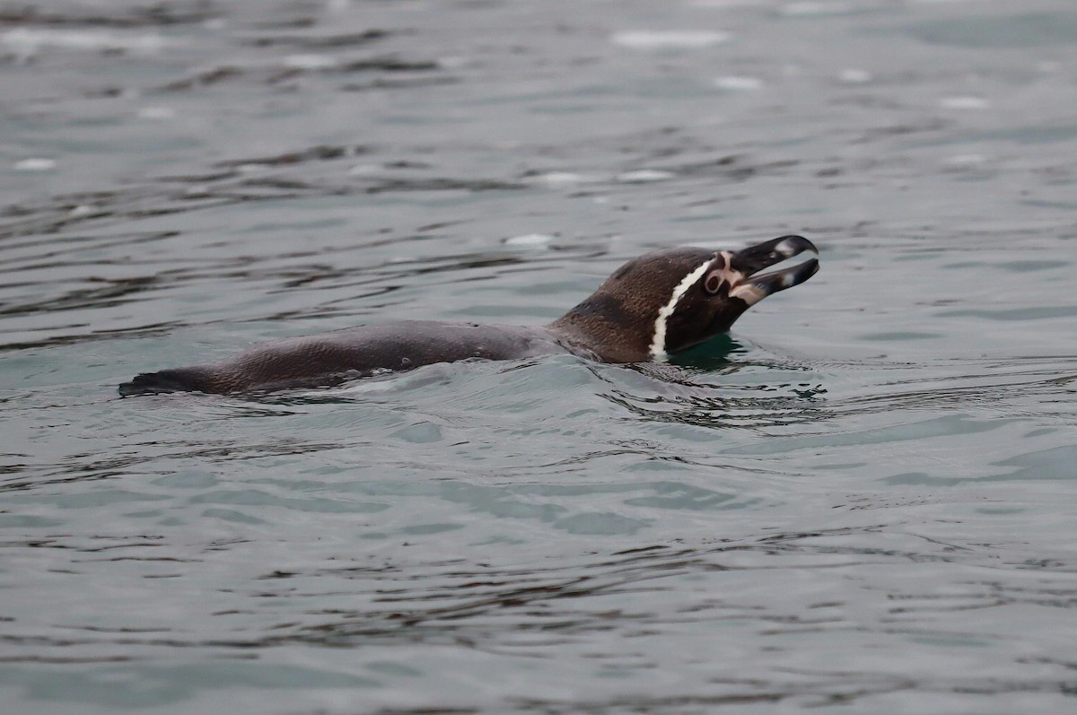 Humboldt Penguin - ML622358544