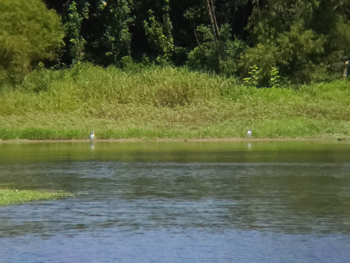 Little Blue Heron - ML622358549