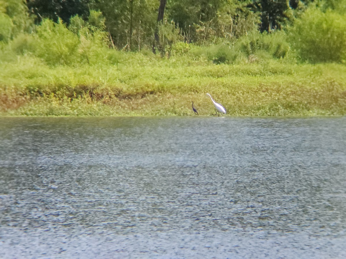 Little Blue Heron - ML622358550