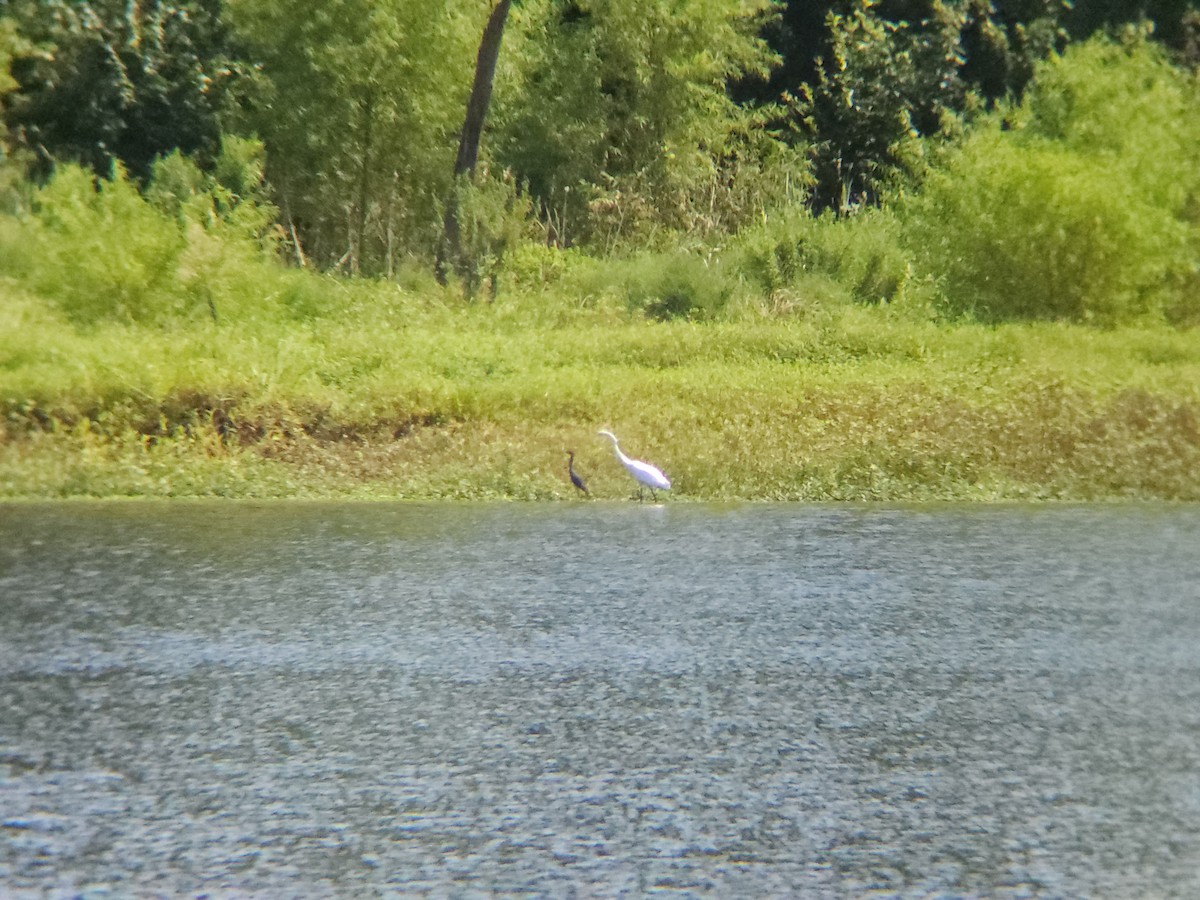 Little Blue Heron - ML622358551