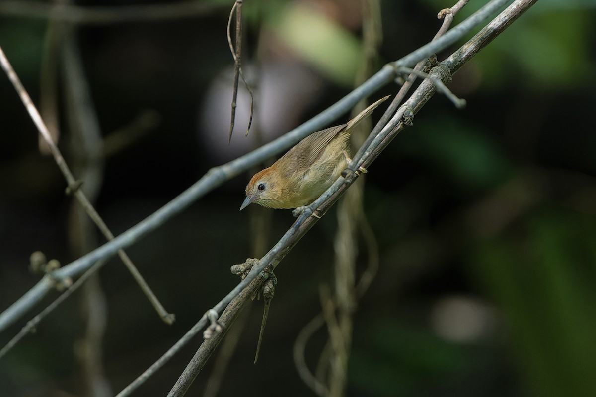 Rufous-fronted Babbler (Rufous-fronted) - ML622358569