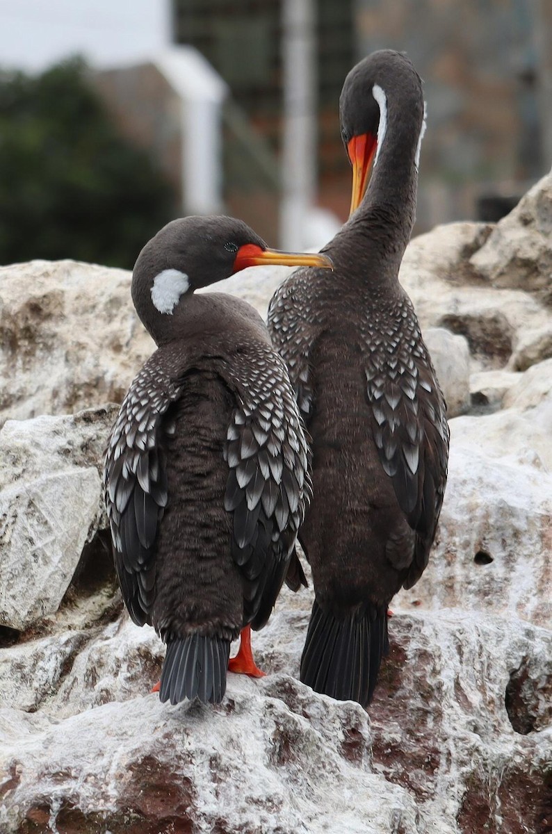 Red-legged Cormorant - ML622358575