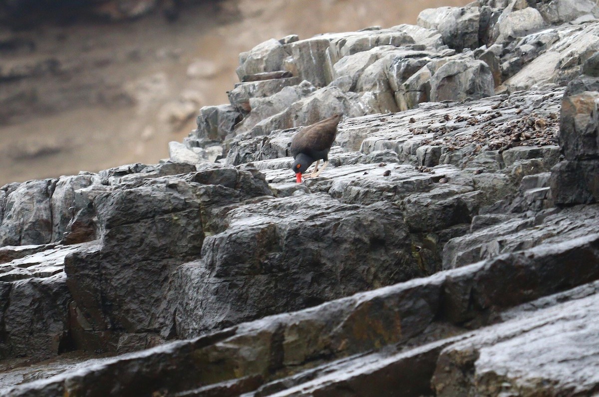 Blackish Oystercatcher - ML622358596