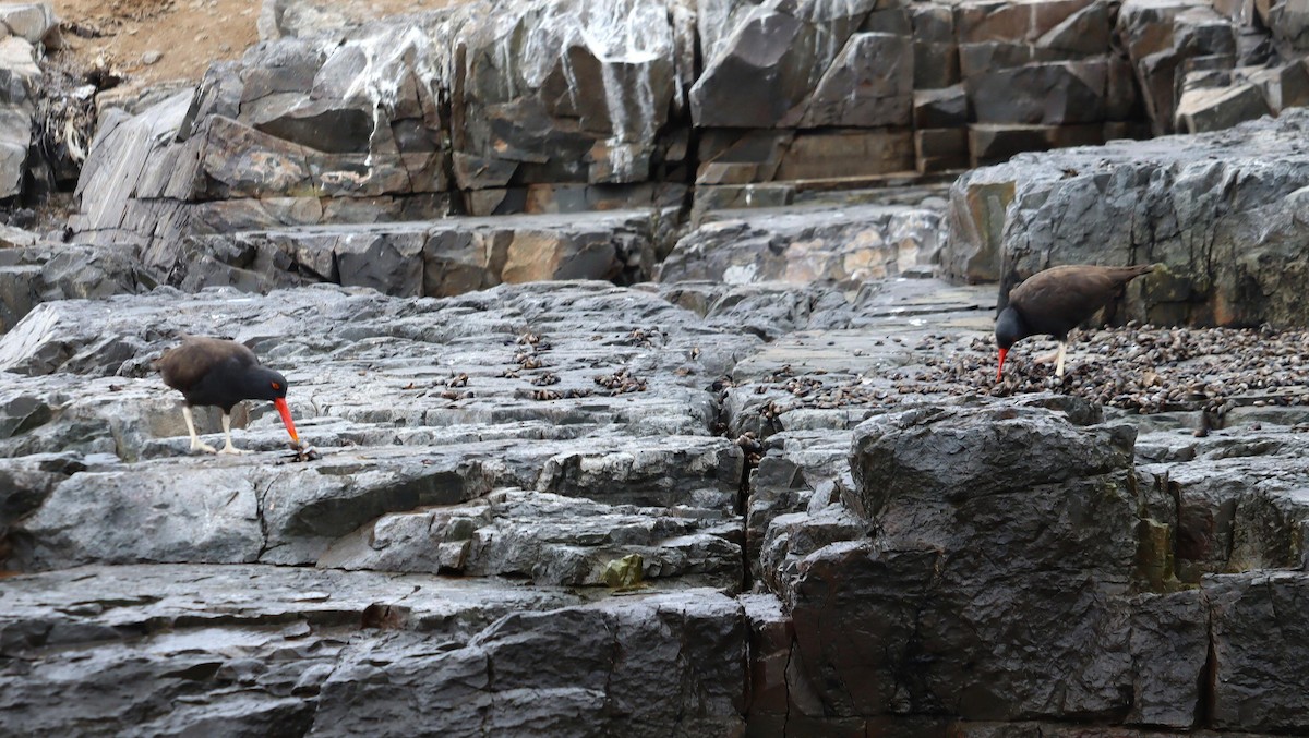 Blackish Oystercatcher - ML622358598