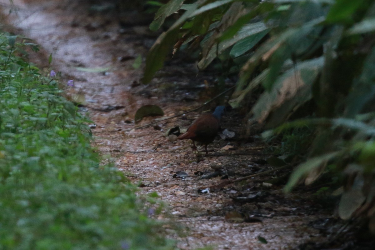 Blue-headed Wood-Dove - ML622358609