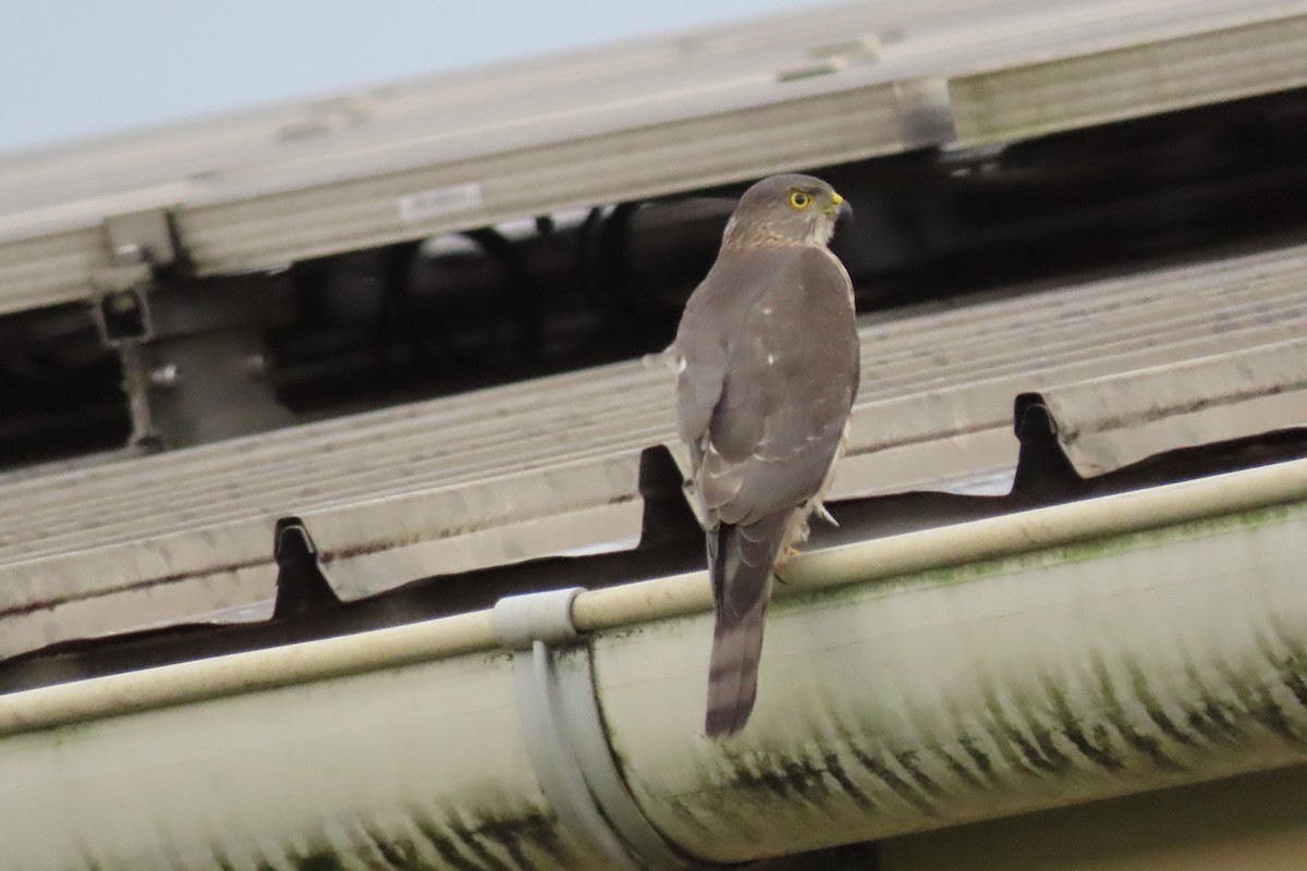 Congo Serpent-Eagle - ML622358610