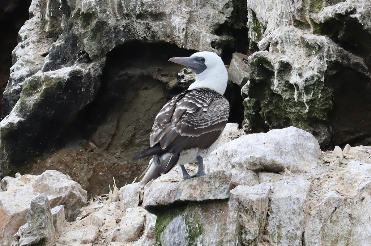 Peruvian Booby - ML622358612