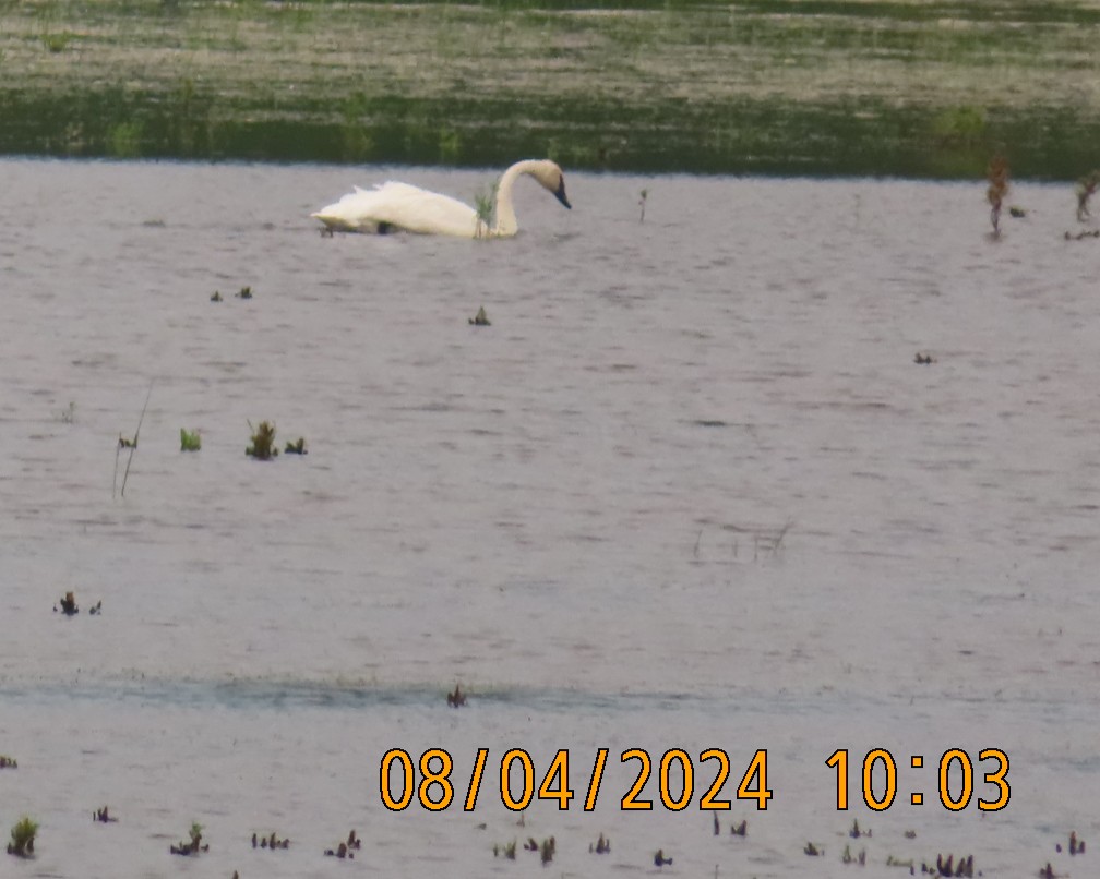 Trumpeter Swan - ML622358617