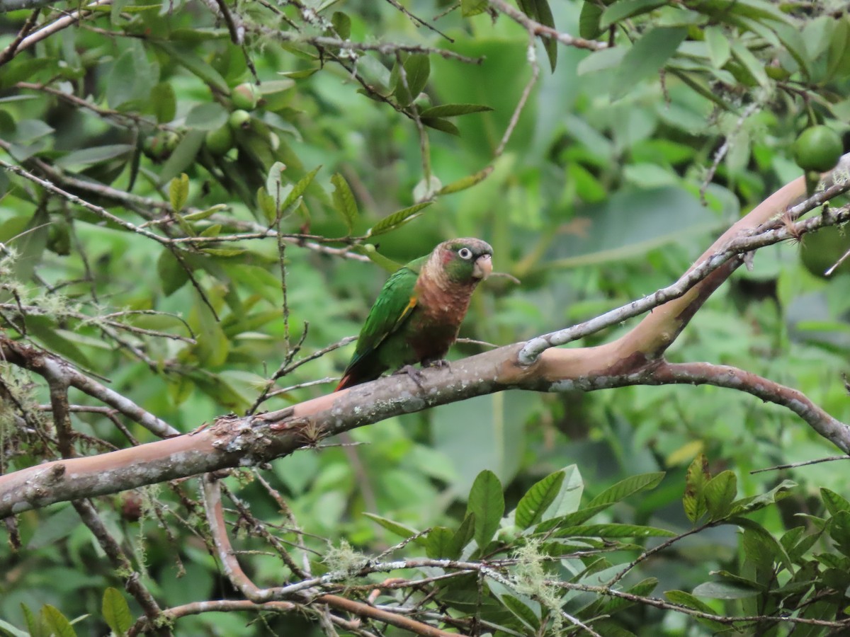 Brown-breasted Parakeet - ML622358697