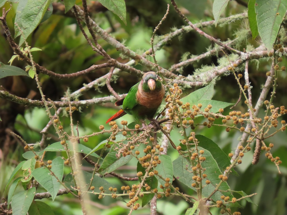 Brown-breasted Parakeet - ML622358698