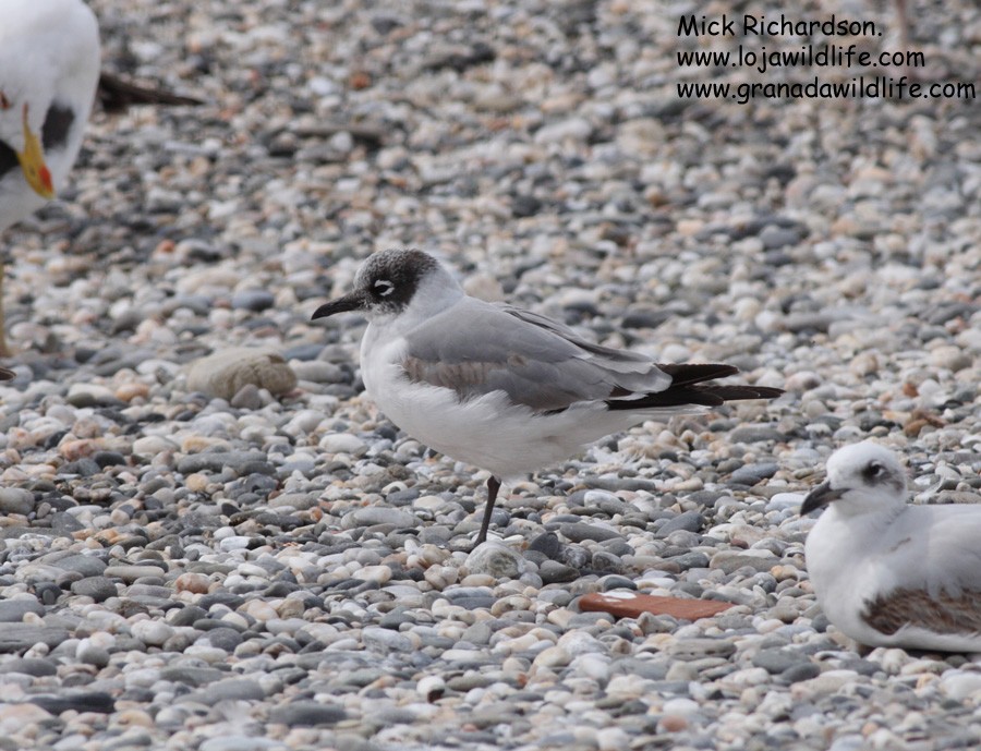 Franklin's Gull - ML622358726