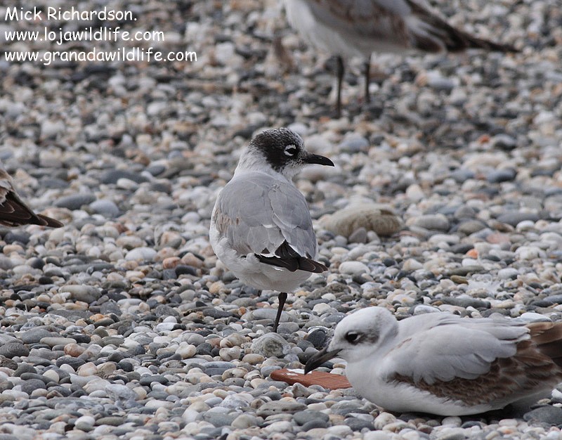 Franklin's Gull - ML622358727