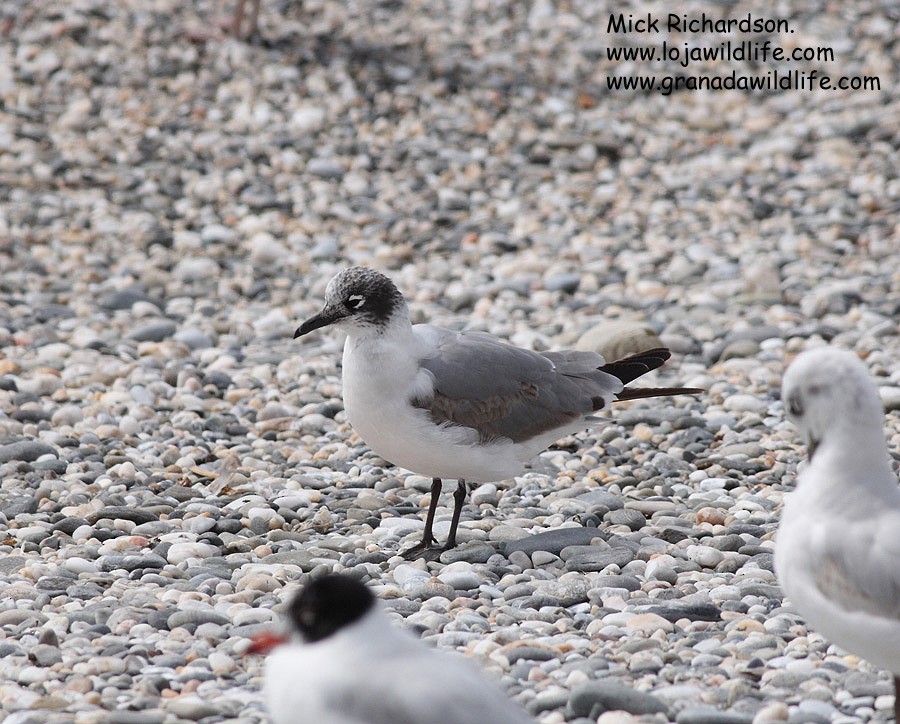 Franklin's Gull - ML622358728