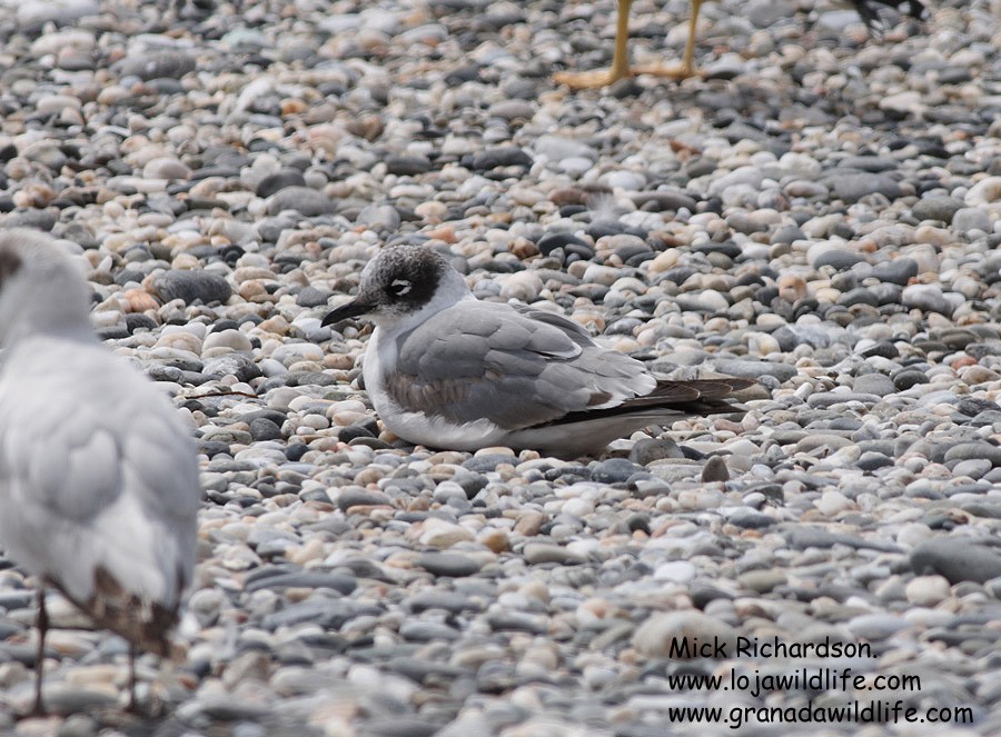 Franklin's Gull - ML622358729