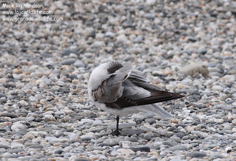 Franklin's Gull - ML622358733