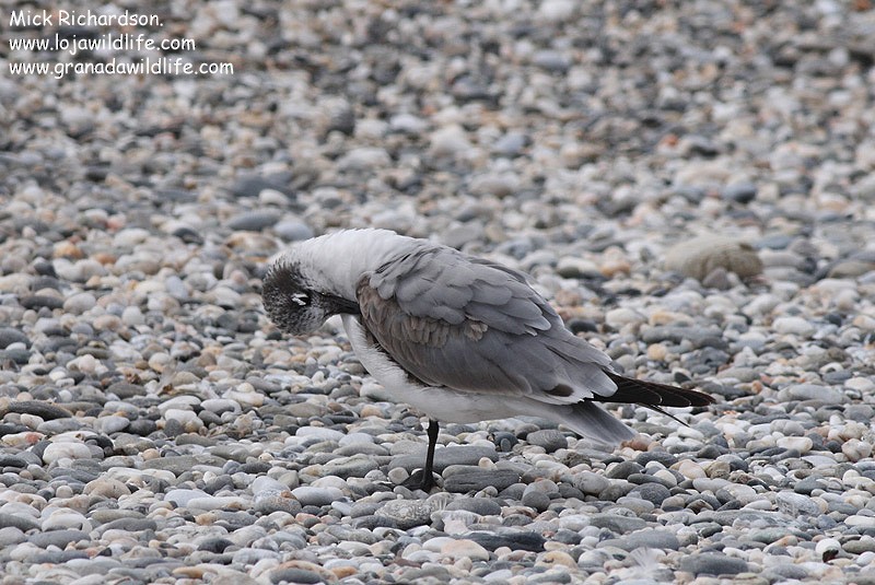 Franklin's Gull - ML622358734