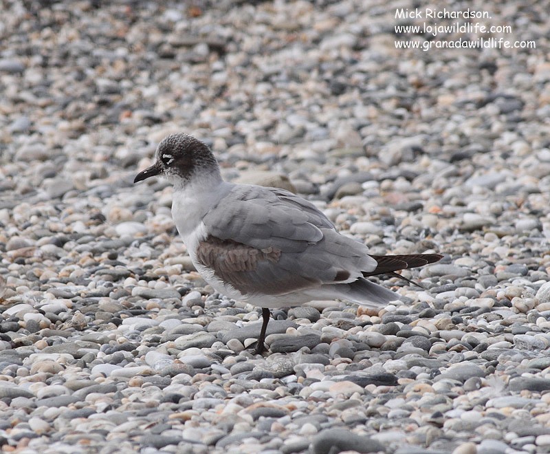 Franklin's Gull - ML622358735